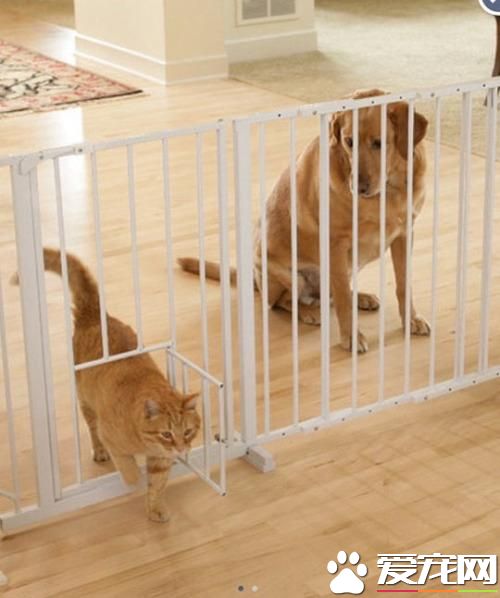 这家伙竟然想抛弃朕