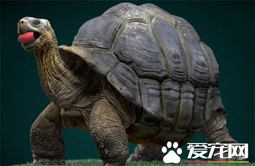 乌龟脖子肿了怎么办 乌龟脖子肿了如何防治