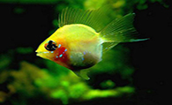 发财鱼是热带鱼吗 发财鱼就是鹦鹉鱼是热带鱼