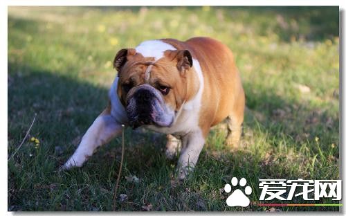 训练法国斗牛犬 要从2个月开始为黄金时间