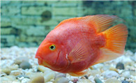 鹦鹉鱼是热带鱼吗 鹦鹉鱼就是热带鱼的一种