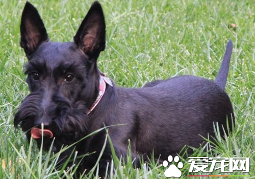 苏格兰梗怎样训练 训练的方法要专业性不能乱来