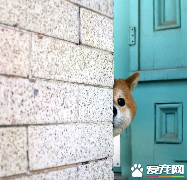 每天这样监视铲屎官有木有偷吃，我也是蛮累的