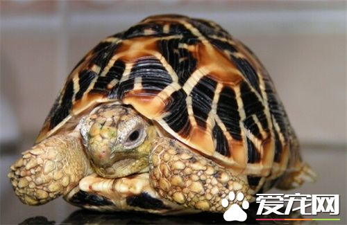 如何辨别乌龟种类 辨别乌龟种类需要注意事项