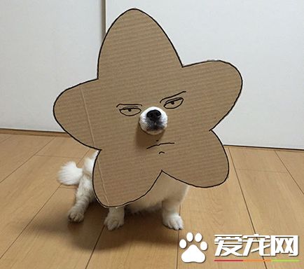 陪着智障主人玩，心好累哦