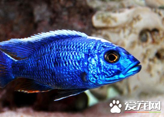 热带鱼难产怎么办 最好能多放些水草