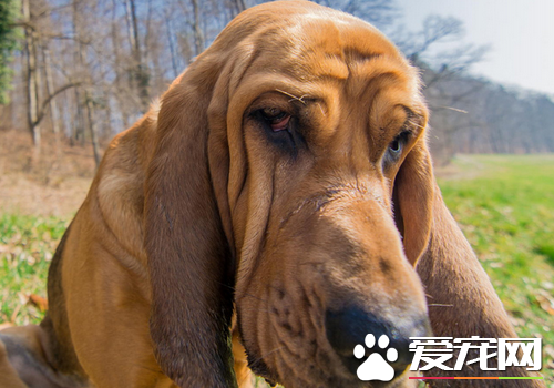 寻血猎犬别名 寻血猎犬别名圣休伯特猎犬
