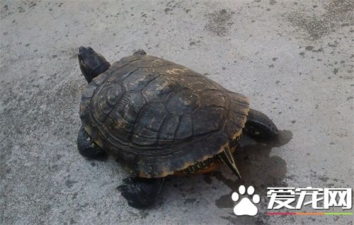 怎么治疗乌龟的白眼病 乌龟的白眼病治疗方法