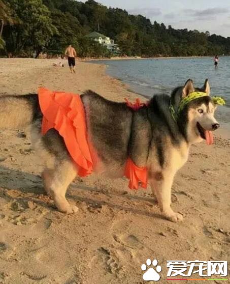 一只仗着帅气完全放纵自己体型的二哈