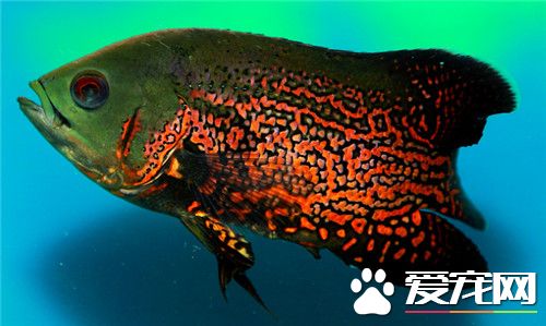 地图鱼是热带鱼吗 地图鱼是比较常见的热带鱼