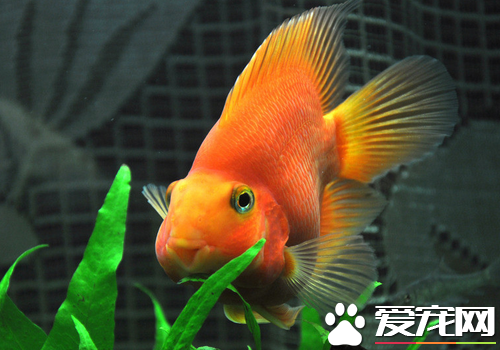 热带鱼鹦鹉怎么养 生活的水温一般在20到30度为宜