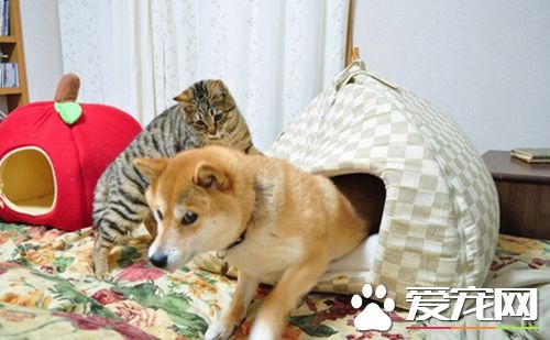 识相的就快走，这是本喵的地盘