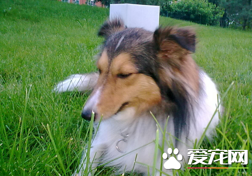 喜乐蒂牧羊犬的心脏病 心力衰竭的治疗方法