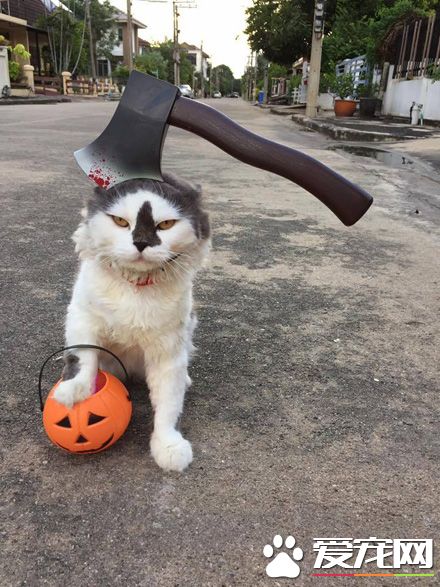 主子生气了，感觉铲屎官命不久矣