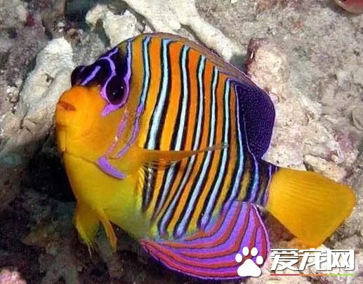 热带鱼生病了怎么办 改善水体理化性质