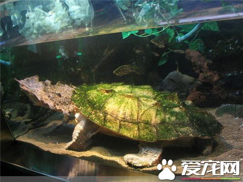 中华乌龟怎么养 食物可选择活食或死食