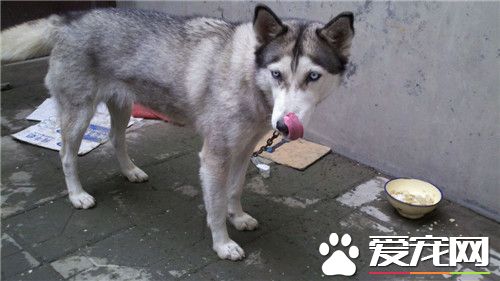 阿拉斯加雪橇犬幼犬睡觉多么 十几个小时都在睡觉