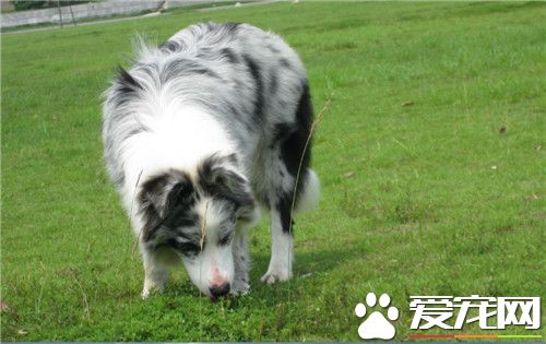 爱丁堡边境牧羊犬价格 在一千到三千之间