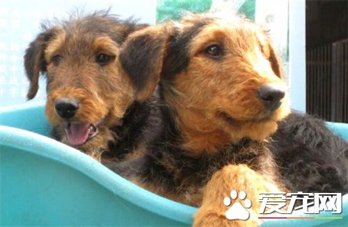 万能梗忠诚吗 忠诚友善是较理想的家庭守卫犬