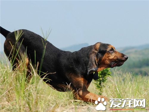 寻血猎犬怎么训练 敏捷训练时了解几项事实