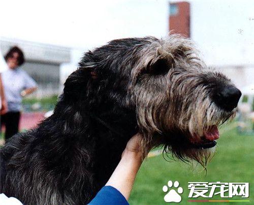 爱尔兰猎狼犬多少钱 价格大约为1000到30000元