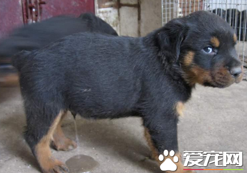 罗威纳犬几个月可以开始训练 应该从幼年时期开始