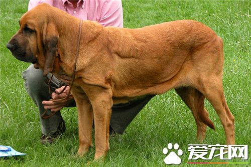 训练巴哥犬坐 纠正坏习惯时要持久和坚决