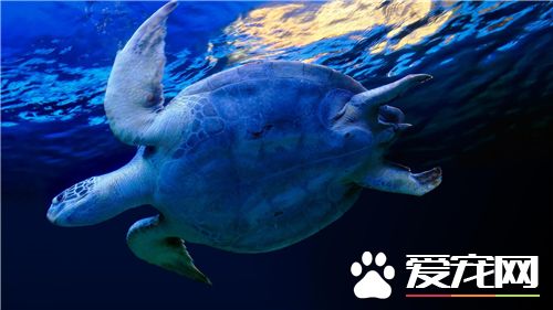 家里适合养乌龟吗 一般来说家里适合养乌龟