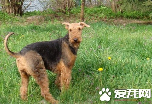 万能梗怎么训练 训练吃饭要定点定量喂狗狗吃饭