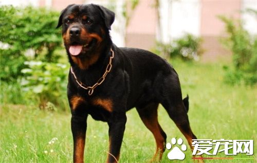 罗威纳犬吃什么长的快 吃狗粮成长最快