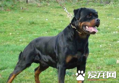 罗威纳犬脚站不起来 狗狗摄入的营养不够