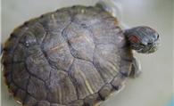 鱼缸里能养乌龟吗 是水龟类的话可以饲养