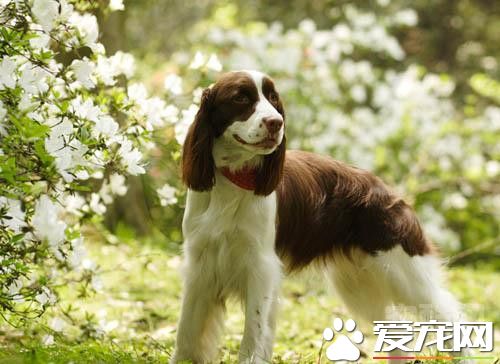 威尔士史宾格犬价格 起售价一般在2000左右