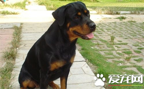 罗威纳犬的驯养方法 罗威纳犬适合于训练专项科目