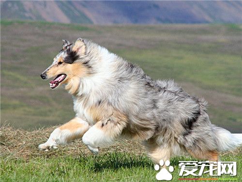 苏格兰牧羊犬训练便便 在固定地点大小便