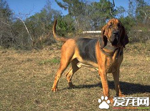 寻血猎犬怎么训咬猎物 基本方法是鼓励和强制