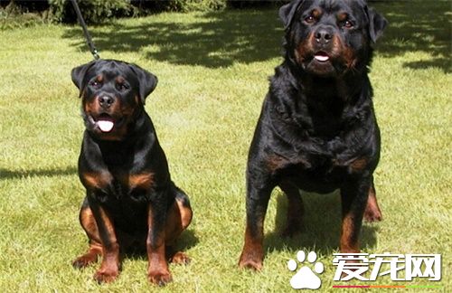 罗威纳犬不能吃什么 罗威纳犬喂养注意事项