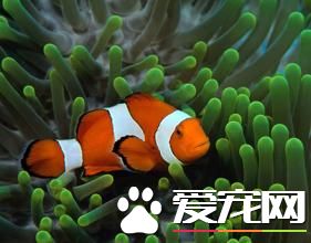 热带鱼多少钱一条 不同热带鱼价格也不同