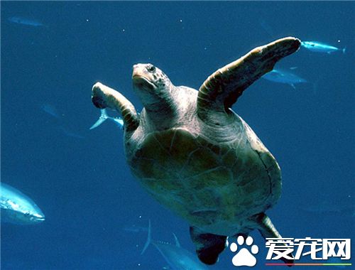 乌龟到了冬天怎么养 不冬眠的乌龟怎么养