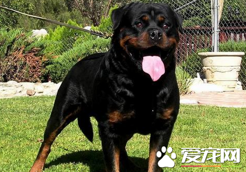 罗威纳犬厉害吗 罗威纳犬打架挺厉害的