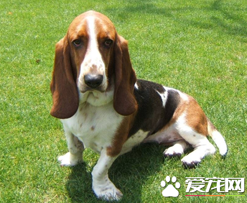 寻血猎犬的价格 参考价格:在3000到10000元