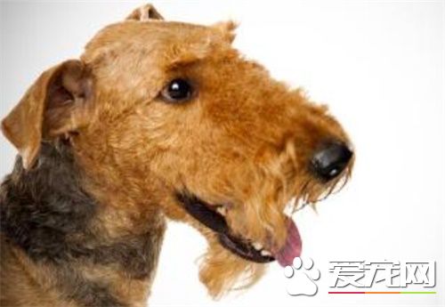 万能梗怎么训练打猎 家长的训练态度很重要