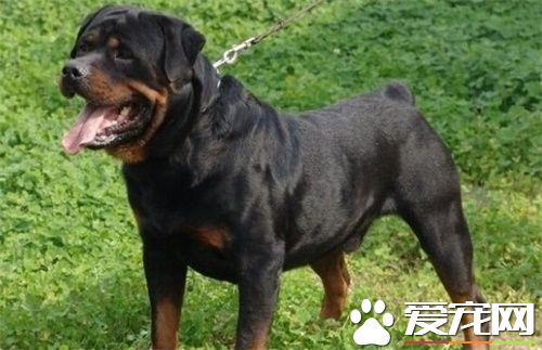 罗威纳犬聪明吗 罗威纳犬的智商很高