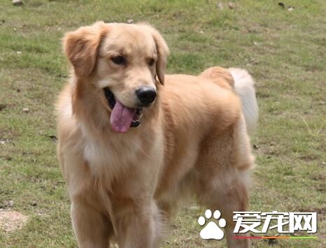 哪里有卖金毛狗 如何鉴别金毛好坏