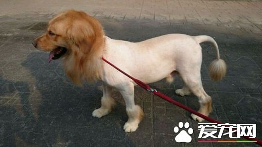狗狗剃毛后被蚊子咬 给狗狗支撑一个蚊帐