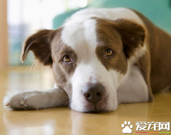 怀孕可以接触猫狗吗 怀孕了家里养了狗怎么办