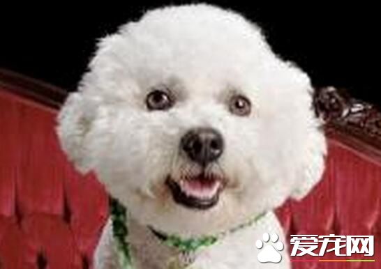 比熊狗多少钱一只 地域决定比熊犬的价格