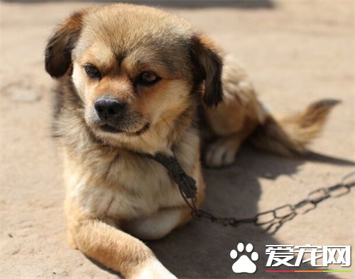 中华田园犬智商排名 能准确判断来人的身份