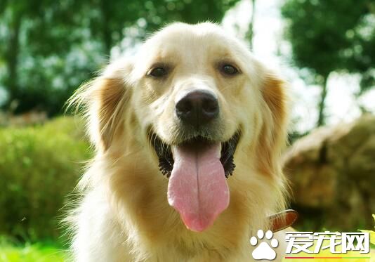 狗厕所怎么用 如何正确训练狗狗撒尿