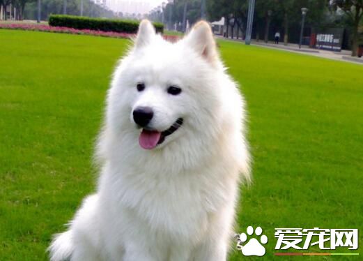 哪里有出售萨摩耶小狗 萨摩耶怎么养